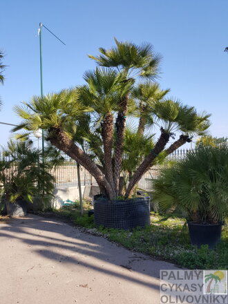 Chamaerops Humilis v plnej paráde v zemi
