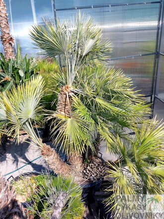 Chamaerops Humilis 250-270cm 240Lt.