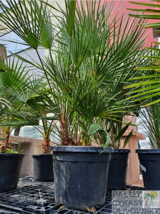 CHAMAEROPS HUMILIS 120 - 130 cm