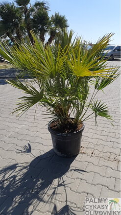 Chamaerops Humilis 100-120cm 