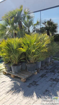 PALMA CHAMAEROPS HUMILIS 130-150cm