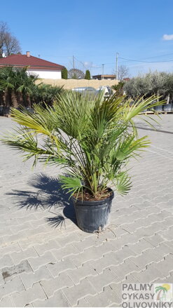 PALMA CHAMAEROPS HUMILIS 130-150cm