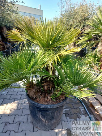 Chamaerops Humilis 130-150cm 90Lt.