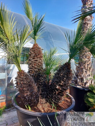 Chamaerops Humilis cerifera 200-230cm 500L multikmeň 