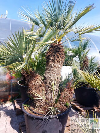 Chamaerops Humilis cerifera výška 200-230cm multikmeň 