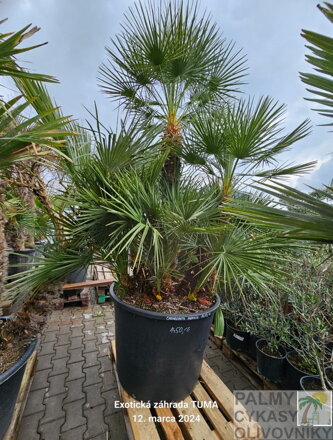 Chamaerops Humilis 200-250cm 240Lt.