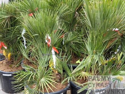 Chamaerops Humilis 100-120cm