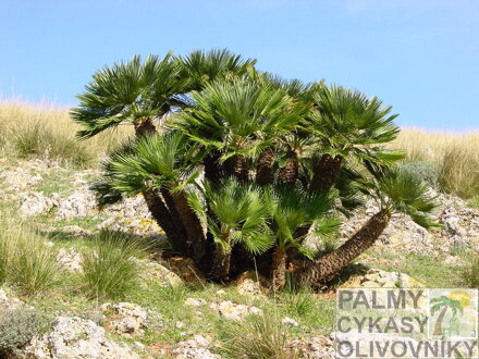 Chamaerops Humilis na Sicílii v optimálnom prostredí