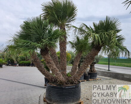 Chamaerops Humilis exemplare multikmene 350-450cm 