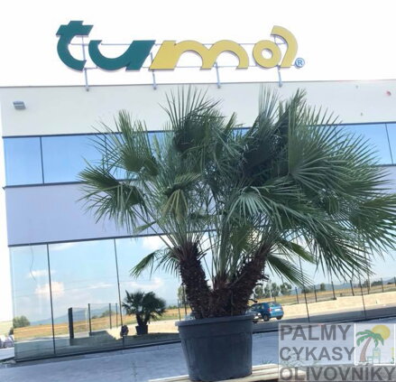 Chamaerops Humilis krbové štúdio a záhradné centrum TUMA Slovensko