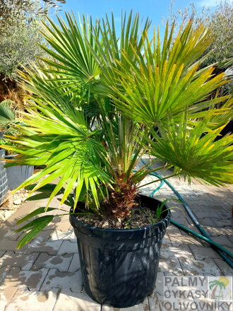 Chamaerops Humilis vulcano výška 100-120cm 