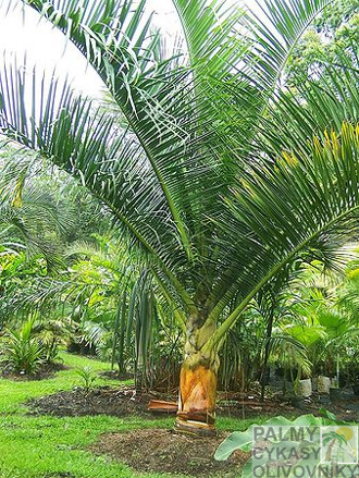 Dypsis Carlsmithii - 10ks semien