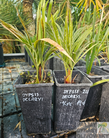 Dypsis Decaryi - semenáč 2Lt.