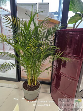 Areca - Dypsis Lutescens 26 litrov