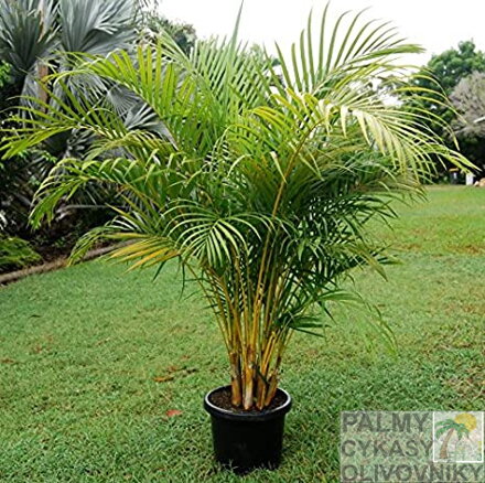 Dypsis Lutescens - 10ks semien