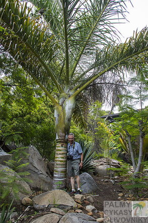 Dypsis Prestoniana - 10ks semien