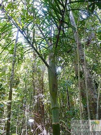 Dypsis Tokoravina - 10ks semien