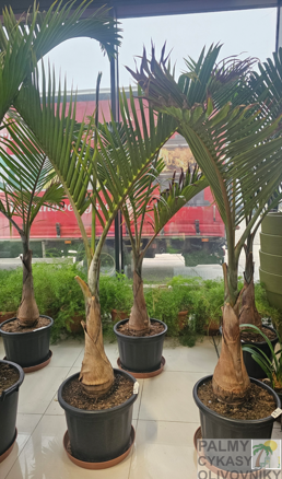 Hyophorbe Lagenicaulis - výška 200-230cm
