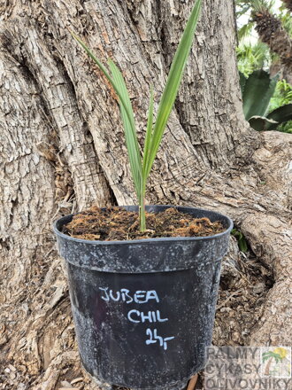 Jubaea Chilensis semenáč 4-5Lt.