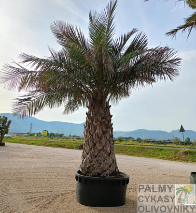 Jubaea Chilensis výška 550 cm, extra kmeň 200/220 cm