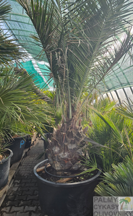 Jubaea Chilensis 250-280 cm, kmeň 70 cm