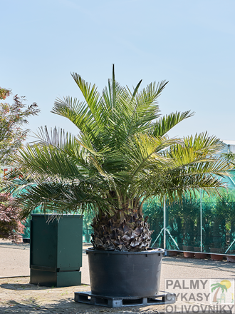 Jubaea Chilensis výška 350 cm, extra kmeň 80/100 cm