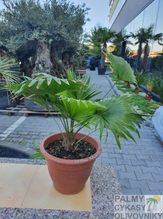 Livistona Rotundifolia 60-80cm