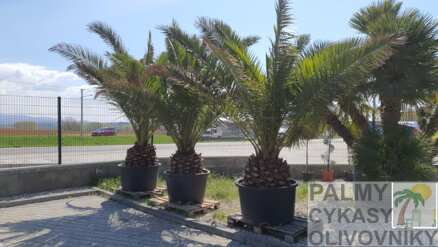 PALMA PHOENIX CANARIENSIS 350-400cm, kmeň 50-60cm - autentické foto