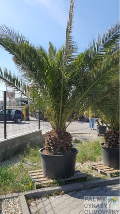 Phoenix Canariensis 350-400cm  kmeň 50-60cm