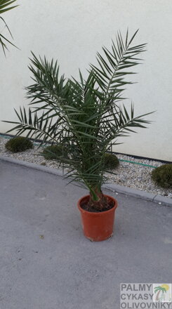 PALMA PHOENIX CANARIENSIS 140-180cm