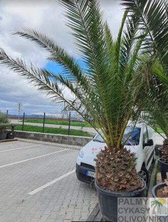 Phoenix Canariensis 350-400cm  kmeň 60-70cm