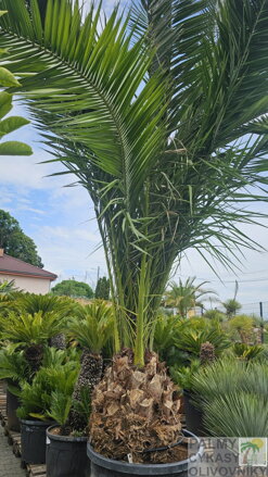 Phoenix Canariensis 350-420cm  kmeň 80cm