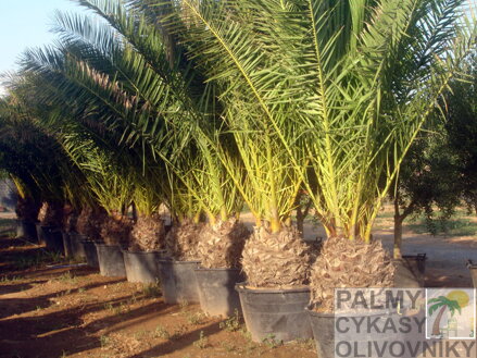 Phoenix Canariensis kmeň 0,5m