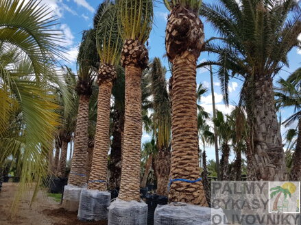 Phoenix Canariensis kmeň 4m