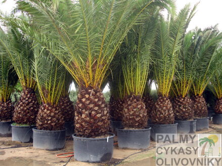Phoenix Canariensis kmeň 1m