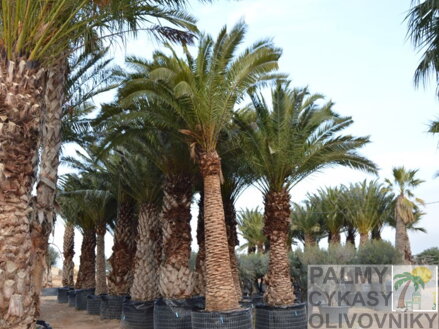 Phoenix Canariensis kmeň 3m