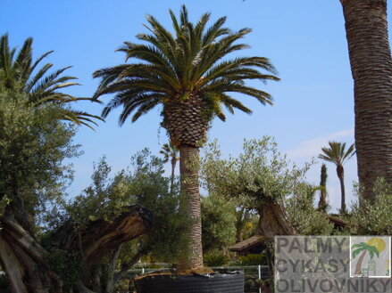 Phoenix Canariensis kmeň 5,5m