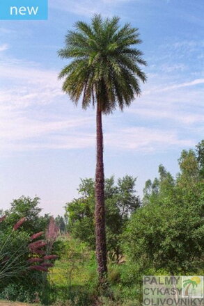 Phoenix Sylvestris Round seeds - 10ks semien