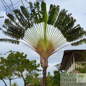 Ravenala Madagascariensis - 10ks semien