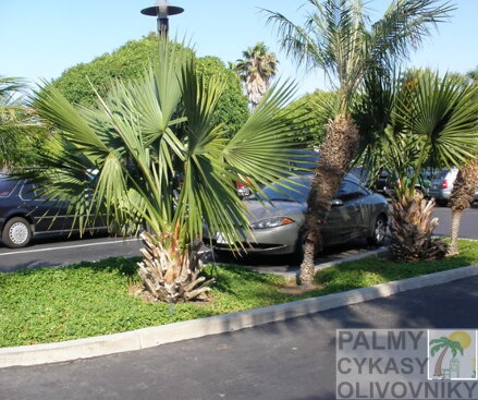 PALMA SABAL MINOR