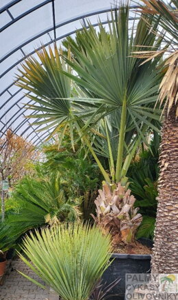 Sabal Minor 250-300cm 350lt