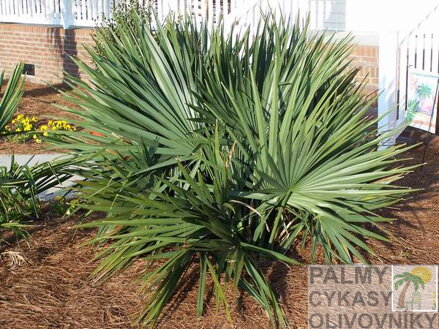 PALMA SABAL MINOR