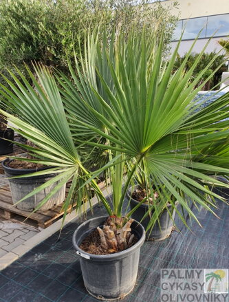 Sabal Palmetto výška 180-200cm