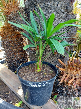 Trachycarpus Fortunei kmeň 5-10cm,  40-50cm výška