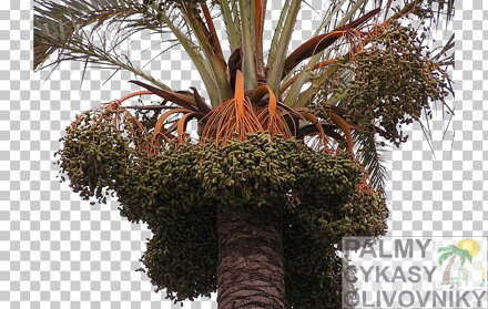 Trachycarpus Fortunei - semená