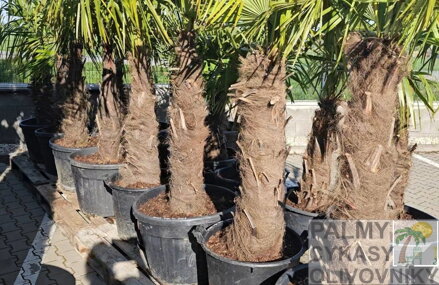 Trachycarpus Fortunei Galícia Lugo hrubé kmene výška 80-100cm