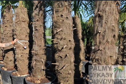 Trachycarpus Fortunei Galícia Lugo hrubé kmene výška 180-220cm