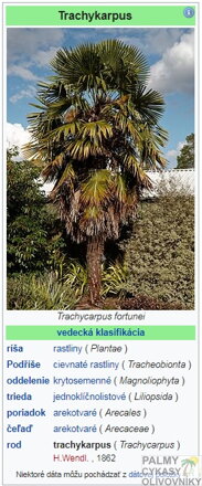 Trachycarpus Fortunei - parametre