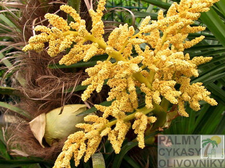 Trachycarpus Fortunei - samčie kvety