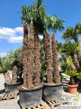 Trachycarpus fortunei kmeň 600cm multikmeň